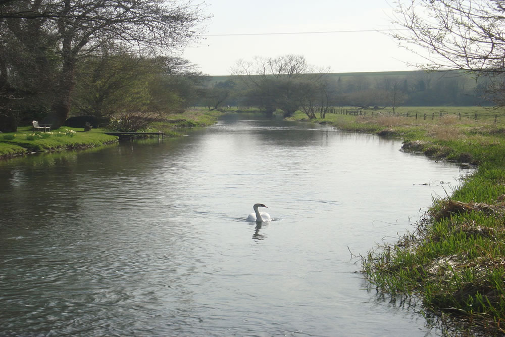 Swan on River Avon